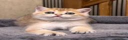 British Shorthair cats for sale: 🐾 Adorable Kittens Looking for a Loving Family 🐾 - Advert 3