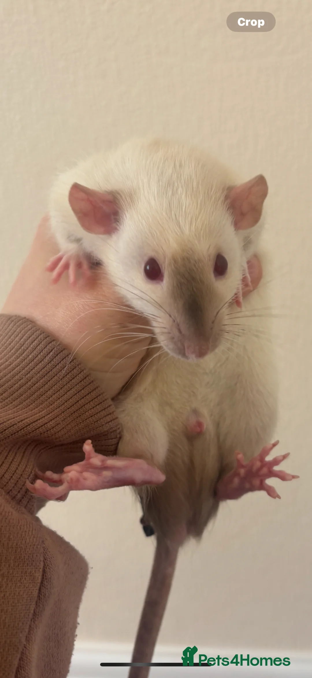 Rat rodents for sale: 2 young male rats  - Advert 2