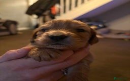 Cockapoo dogs for sale: Stunning litter of cockapoos  - Advert 25