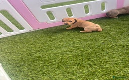 Mixed Breed dogs for sale: 7 beautiful jackshund puppies for sale - Image 24