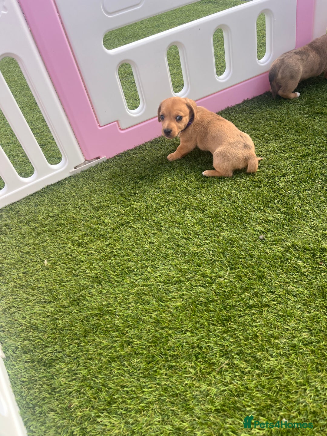 Mixed Breed dogs for sale: 7 beautiful jackshund puppies for sale - Image 24