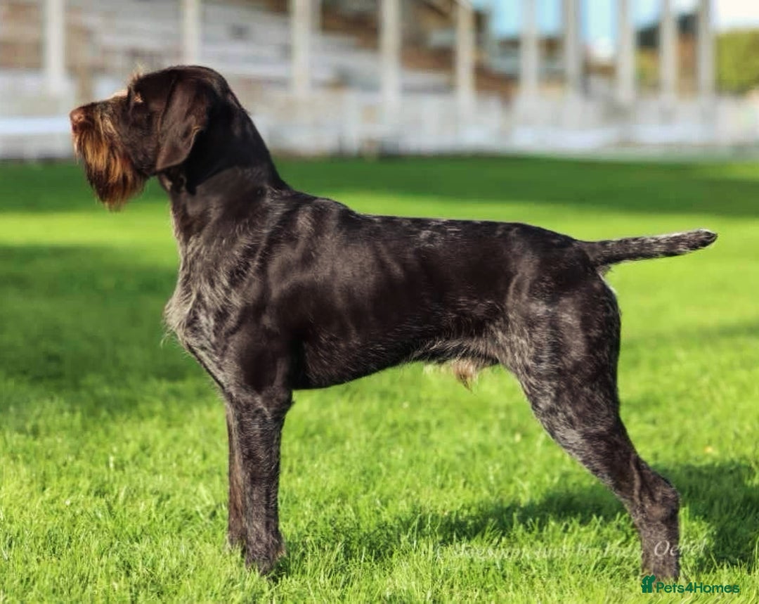 German Wirehaired Pointer dogs for stud: Imported Gwp stud  - Advert 2