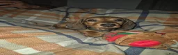Dachshund dogs for sale: 1 Beautiful little boy left .  - Advert 2
