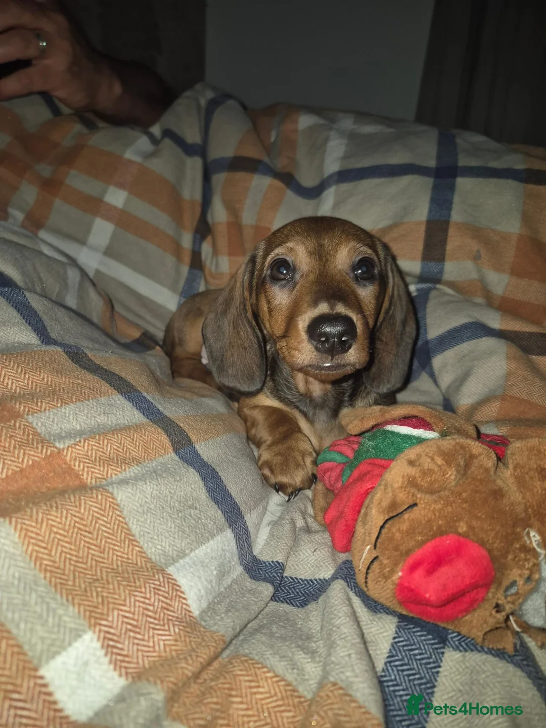 Dachshund dogs for sale: 1 Beautiful little boy left .  - Advert 2