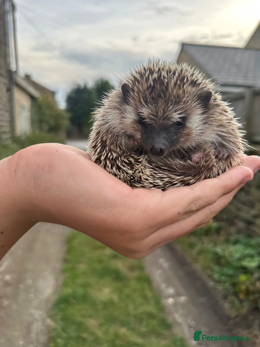 Pygmy Hedgehog rodents for sale: Pygmy hedgehog and entire setup in Keighley - Advert 1