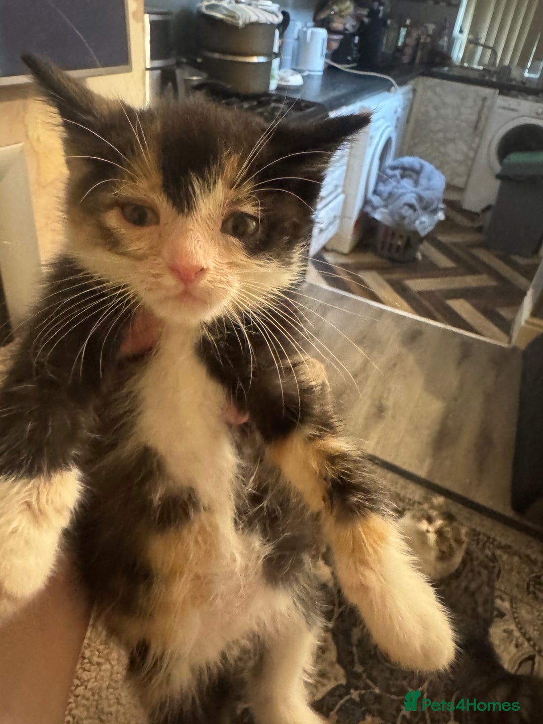 Maine Coon cats for sale: Beautiful Maine coon babies ready now - Image 2