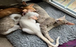 Oriental cats for sale: GCCF Champion Choc torti Tabby Queen Available - Image 4