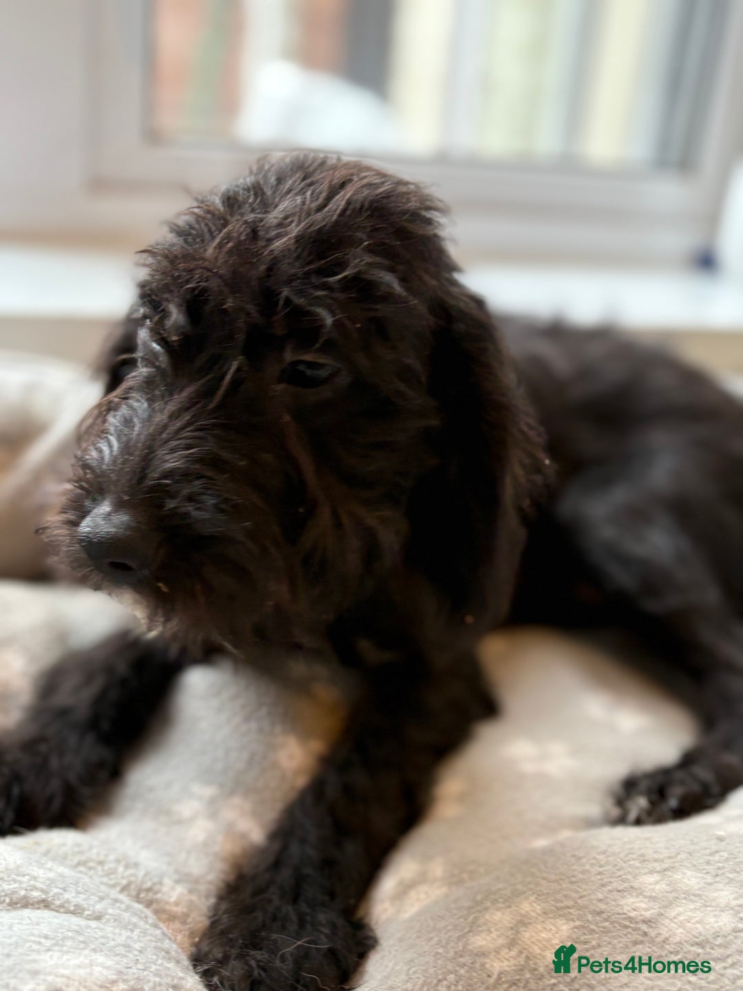 Mixed Breed dogs for sale: Cocker x bedlington puppy’s  - Image 7