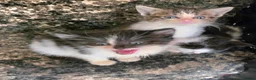 Mixed Breed cats for sale: Beautiful kittens for sale  - Advert 8