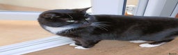 Mixed Breed cats for adoption: DAISY - Advert 5