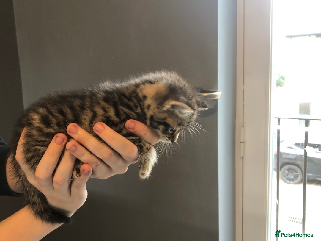 British Shorthair cats for sale: STUNNING AND LOVING BSH x DSH KITTENS - Image 9