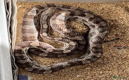 Corn Snake reptiles for sale: corn snakes male and female - Advert 1