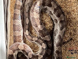Corn Snake reptiles corn snakes male and female - Advert 8