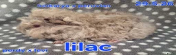 Guinea Pig rodents for sale: Fluffy baby boy male guinea pigs - Advert 5