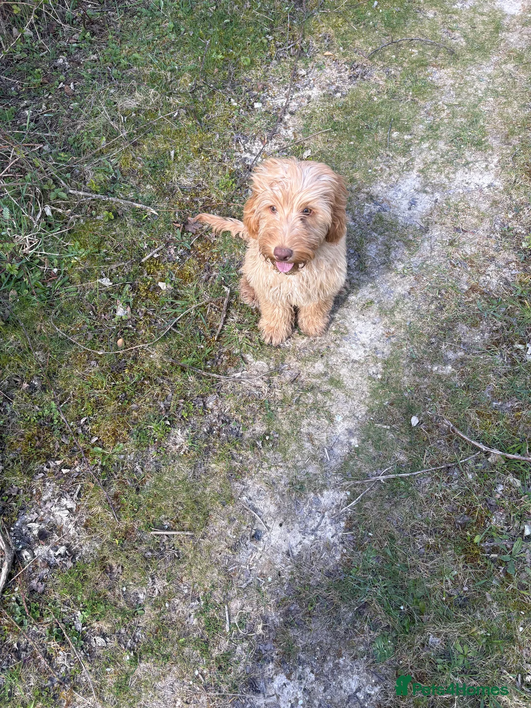 Cockapoo dogs for sale: Beautiful cockapoo for sale in Tidworth - Advert 1