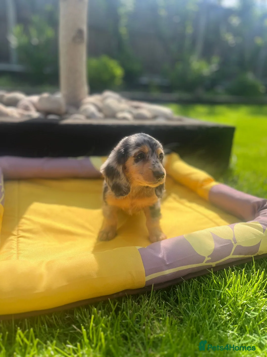 Miniature Dachshund dogs for sale: Adorable Miniature Dachshund Puppies - Advert 8