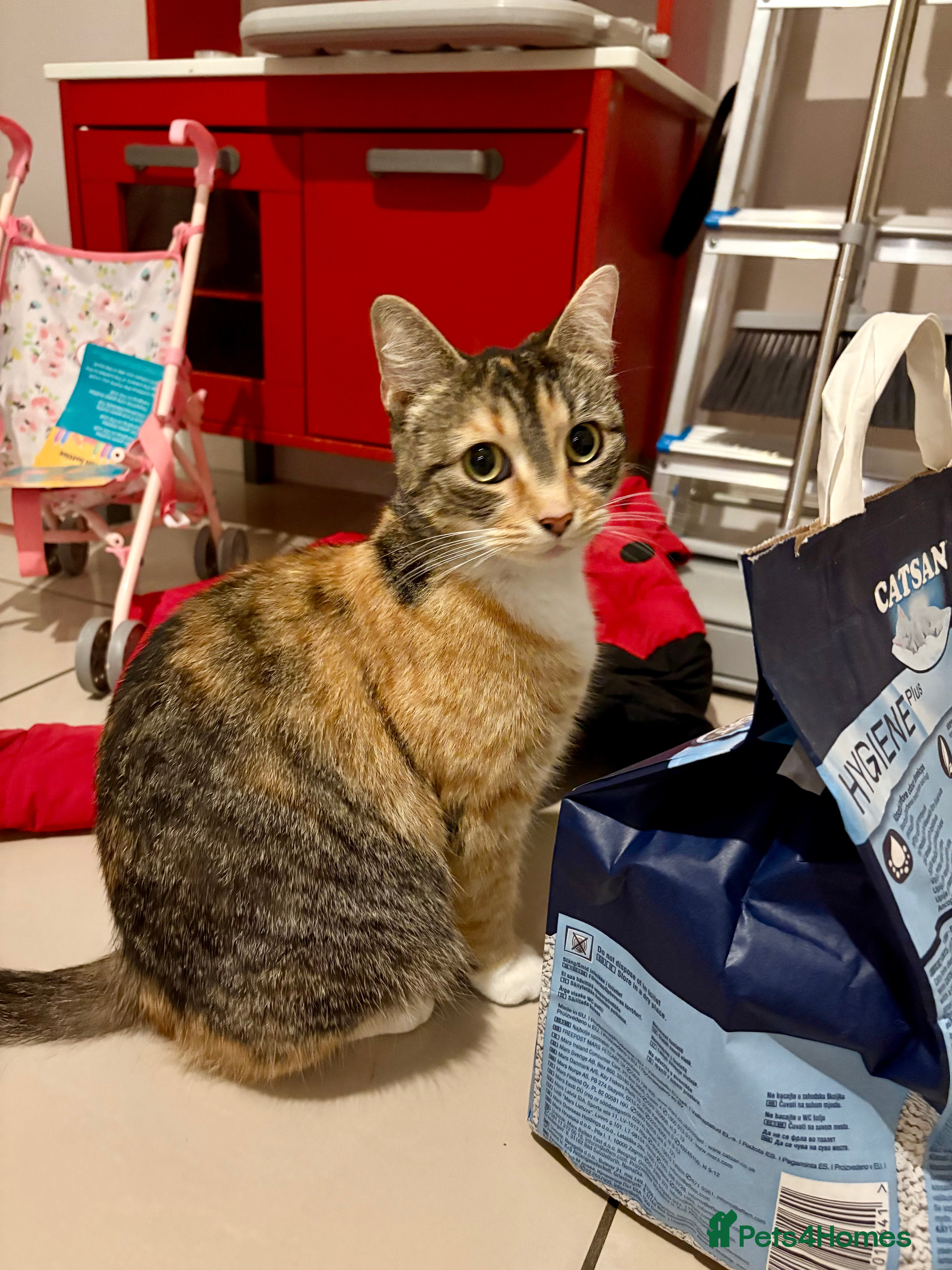 Domestic Shorthair cats Beautiful 4.5 year old calico girl  - Advert 4