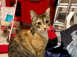 Domestic Shorthair cats Beautiful 4.5 year old calico girl - Advert 1