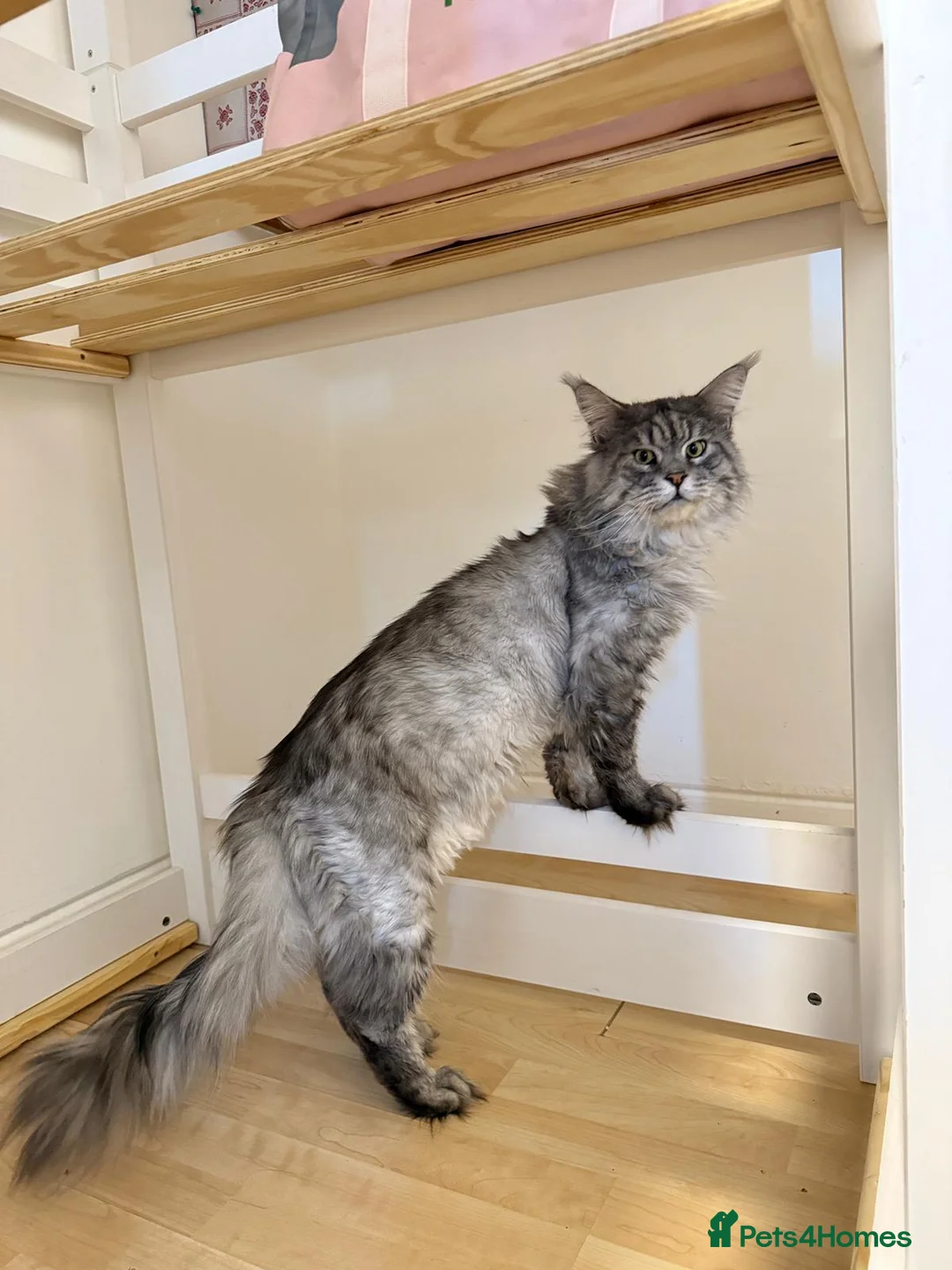 Maine Coon cats for stud: Maine coon for stud - Advert 2