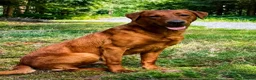 Labrador Retriever dogs for sale: KC REG FOX RED LABRADOR PUPPIES - Advert 4