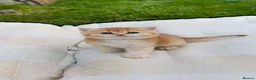 British Shorthair cats for sale: British Shorthair cats - Advert 8
