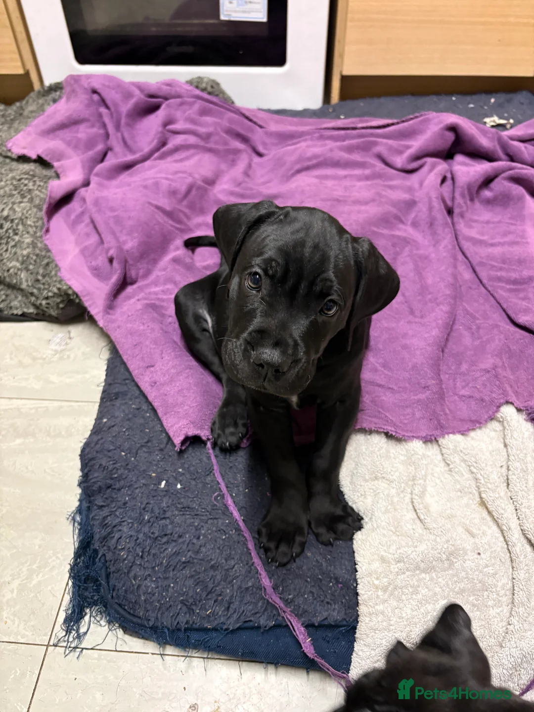 Cane Corso dogs for sale: Cane corso’s  - Advert 6