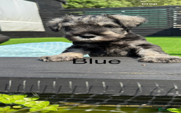 Miniature Schnauzer dogs for sale: Adorable miniature schnauzers  - Image 9