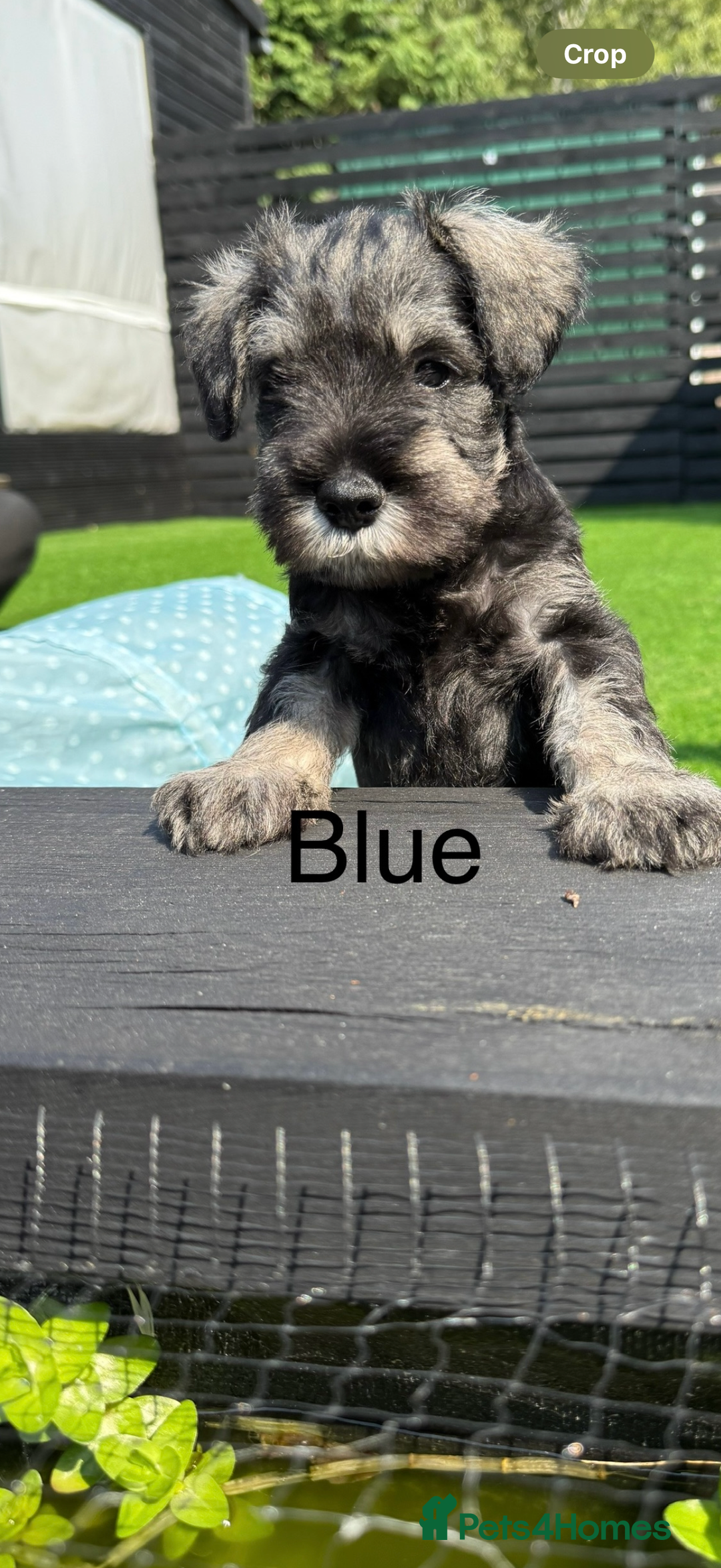 Miniature Schnauzer dogs for sale: Adorable miniature schnauzers  - Image 9