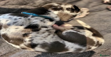 Great Dane dogs - Advert 5