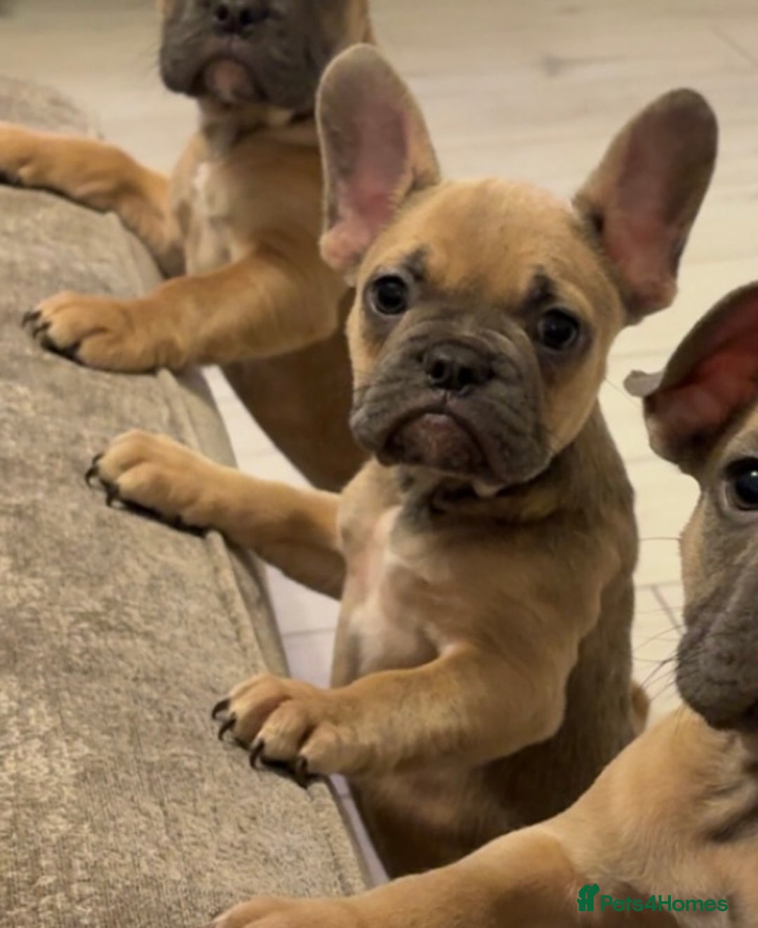 French Bulldog dogs for sale: *REDUCED* French bulldog puppie - Advert 2