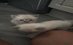 Ragdoll cats for sale: 2 male ragdoll kittens in Colchester - Image 5