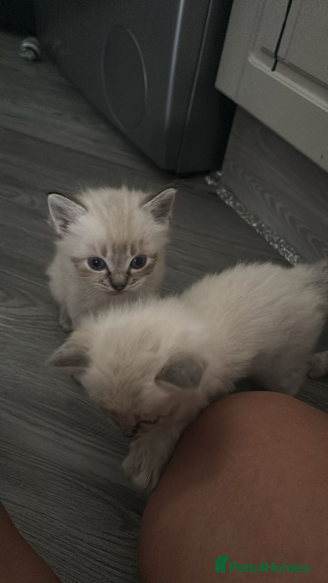Ragdoll cats for sale: 2 male ragdoll kittens in Colchester - Image 5