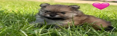 Pomeranian Puppy 2