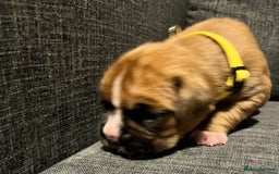 Boxer dogs for sale: Beautiful bob/tailed litter pure boxers  - Advert 27