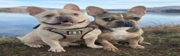 French Bulldog dogs for sale: 💥Stunning French Bulldog Puppies💥 - Advert 11