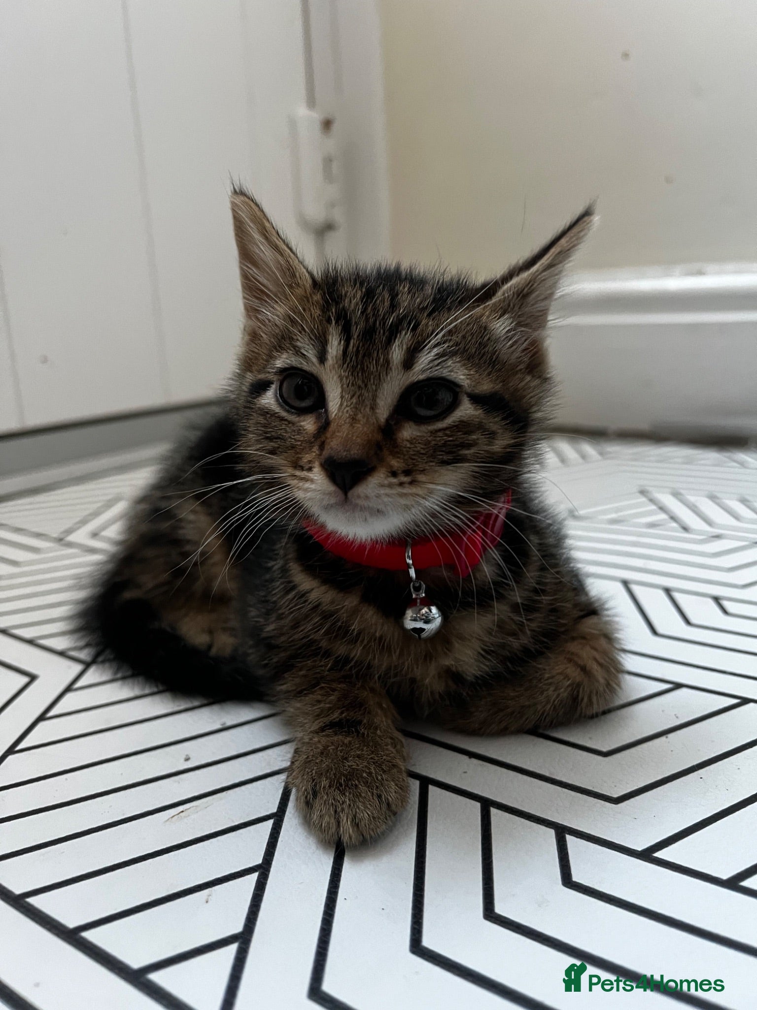 Mixed Breed cats White and tabby kittens  - Advert 1