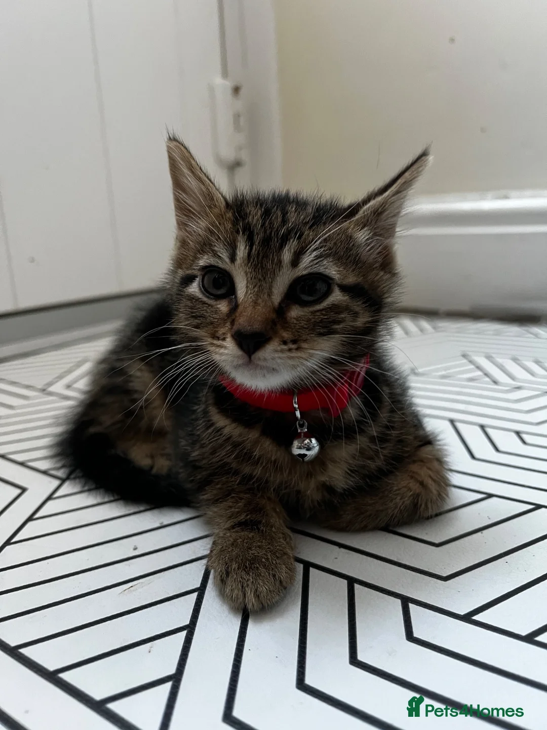 Mixed Breed cats for sale: White and tabby kittens  in Hinckley - Advert 1