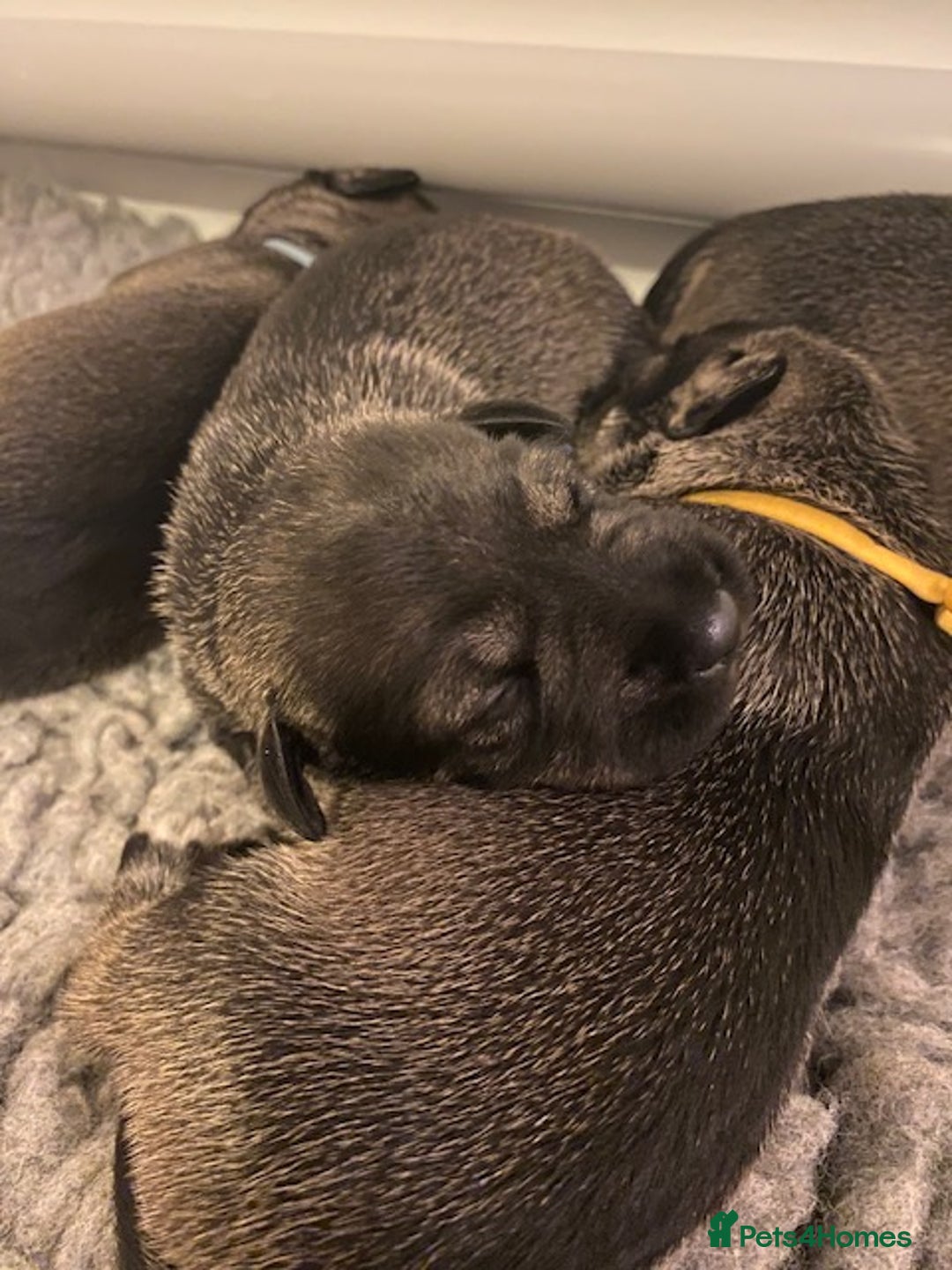 Schnauzer dogs for sale: Kennel Club registered puppies  - Advert 11