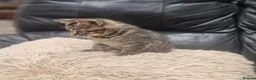 Mixed Breed cats for sale: Last One Left! Male Tabby Kitten - Ready Now - Advert 4
