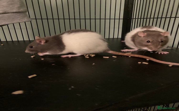 Rat rodents - Advert 2