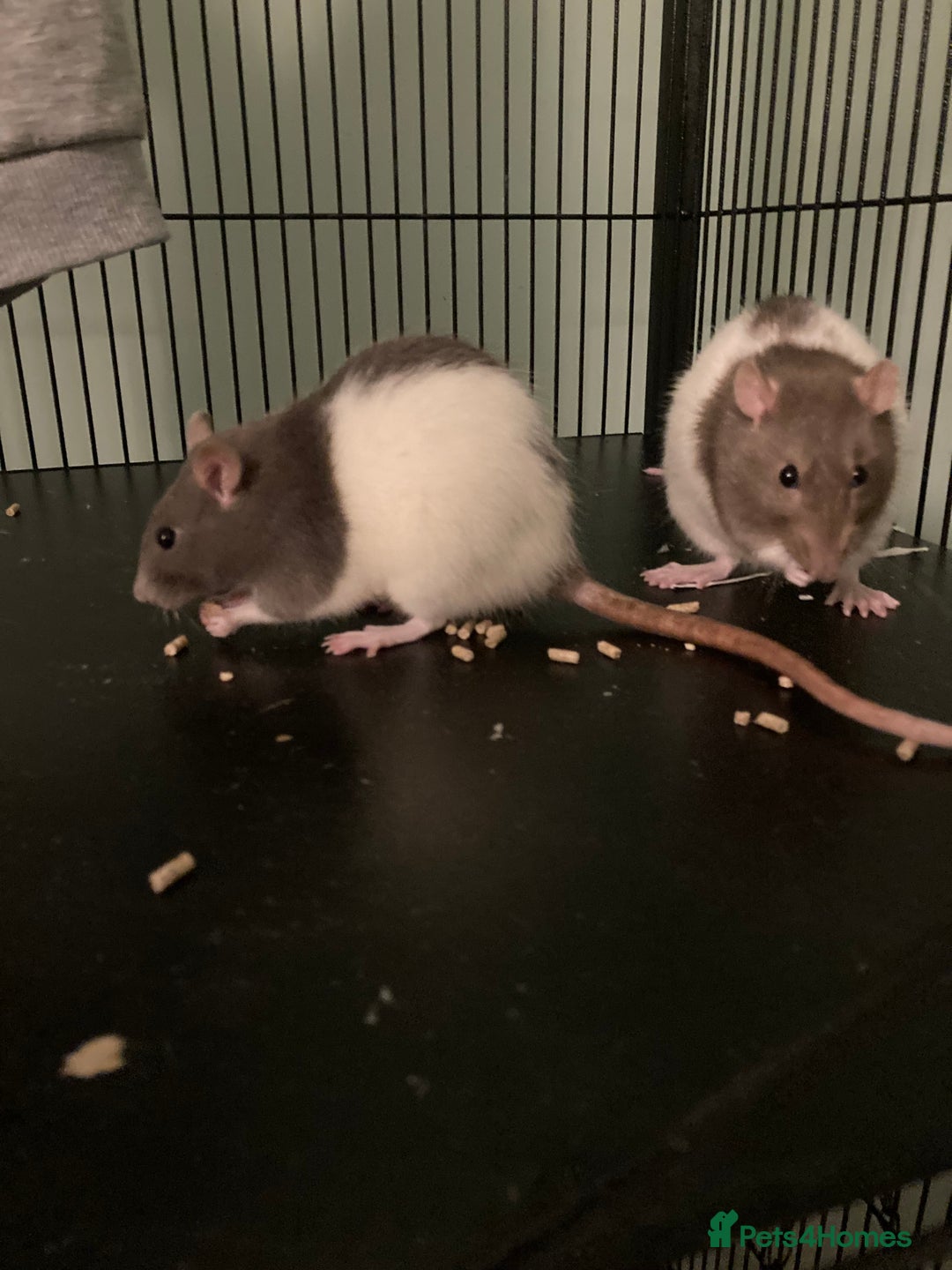 Rat rodents for sale: 2 female rats free to a good home - Image 1
