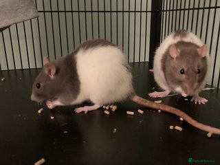 Rat rodents for sale - Advert 1