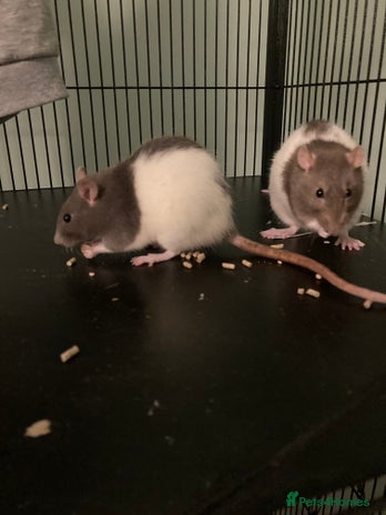 Rat rodents - Advert 2