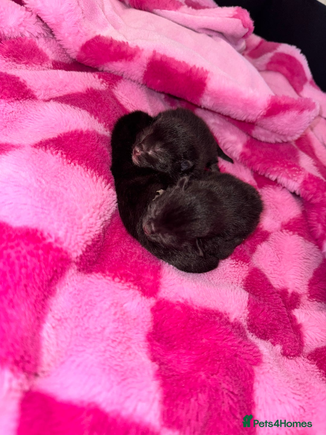 Mixed Breed cats for sale: 2 black kittens  - Image 3