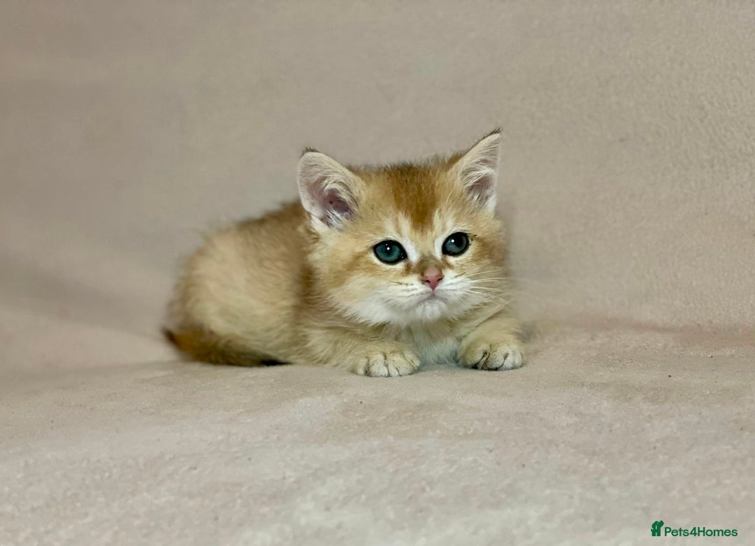 British Shorthair cats for sale: 🐾 Purebred BSH Kittens 🐾 - Advert 21