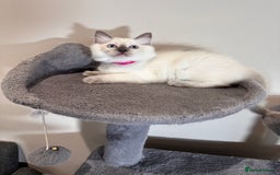 Ragdoll cats for sale: All Rehomed Thankyou  - Image 13
