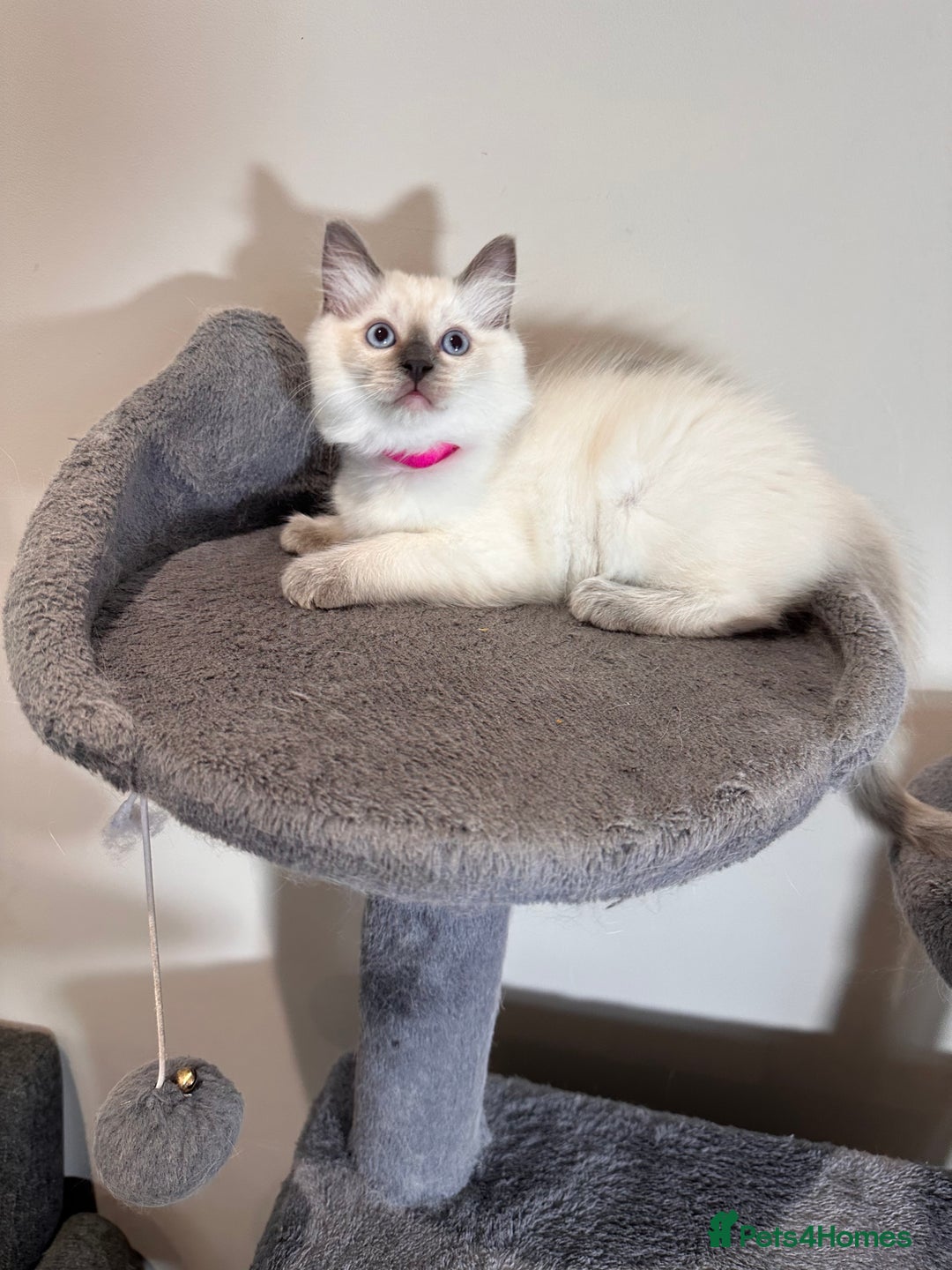 Ragdoll cats for sale: All Rehomed Thankyou  - Image 13