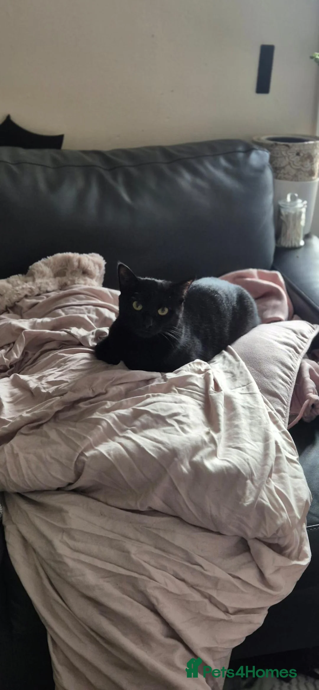 Mixed Breed cats for sale: 2 sisters - Advert 1