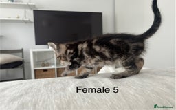 Mixed Breed cats for sale: 2 tabby kittens for sale female and male £150 each - Image 8