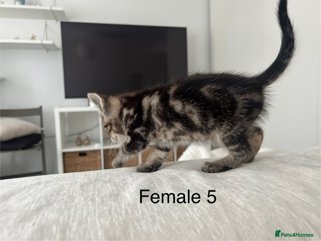 Mixed Breed cats for sale: 2 tabby kittens for sale female and male £150 each - Image 8